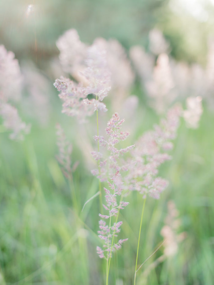 Polne Kwiaty Zachód Słońca